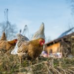 De Heus Voeders neemt Belgisch familiebedrijf over