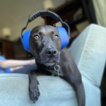 Gimv rondt overname af van Alpine Hearing Protection